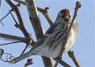 Redpoll