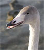 JuvenileSwan