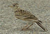 Skylark