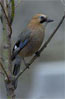 EurasianJay