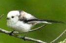 LongtailedTit