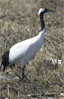 JapaneseCrane