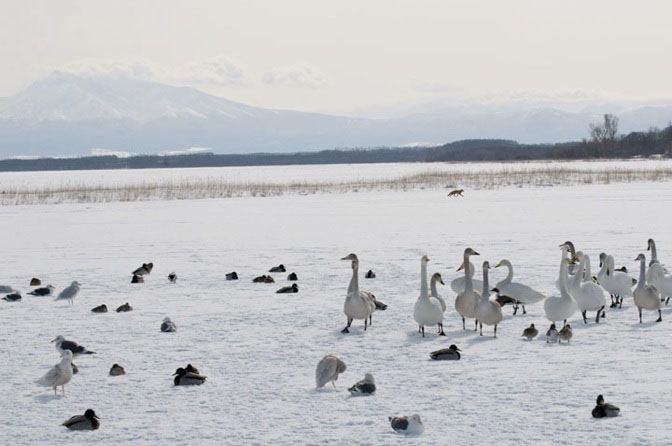 FrozenLake